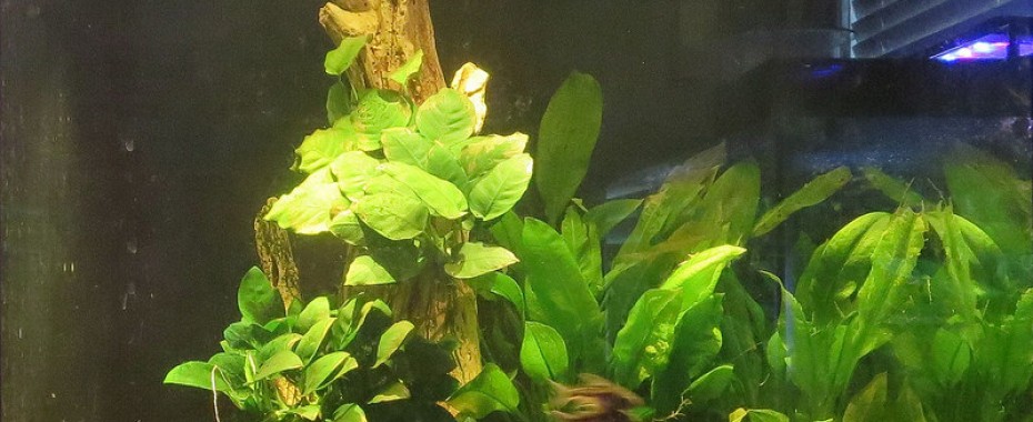 Sterylizacja akwarium – wysoka skuteczność lamp UV